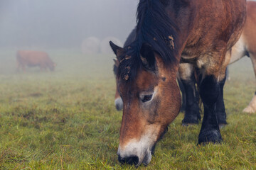 Horses graze in a field in thick fog on a hillside. Pasture in the early morning, silhouettes of cows and horses emerge from the fog