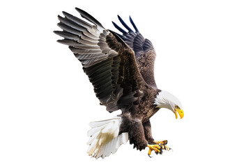 bald eagle (haliaeetus leucocephalus) , flying in motion and in landing position isolated on transpa