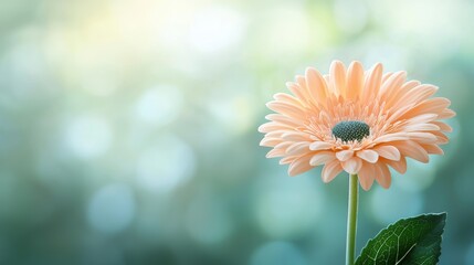 Wall Mural - A close up of a flower with a softly blurred background of green leaves, creating a sense of depth and drawing focus to the vibrant colors and delicate petals.