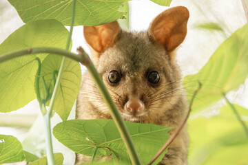 Wall Mural - The brush-tailed possum is a common marsupial native to Australia. It's easily recognizable by its bushy tail, which it uses for balance and climbing.