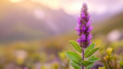 Poster - A vibrant purple flower blooms prominently in a natural landscape, surrounded by soft, blurred greenery and distant mountains under a warm sunset glow.