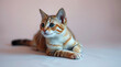 © Creative_art - cat on a floor