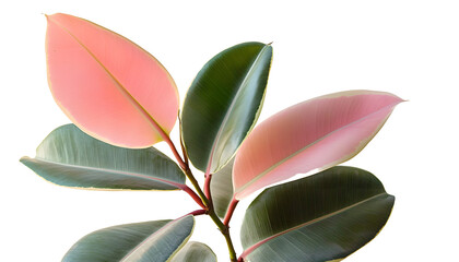Wall Mural - a pink and green rubber plant in a flat on a white background