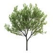 © nature.floor - Green deciduous tree isolated on white background, 3D rendering, digital asset, nature, foliage, plant, botany, transparent background, graphic resource.