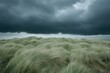 © arri - Windswept Grass Under a Stormy Sky