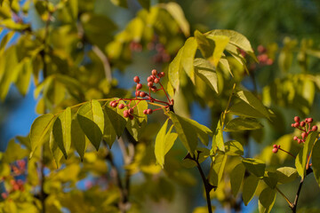 branches with yellow autumn leaves and red fruits growing on zanthoxylum americanum, prickly ash, to