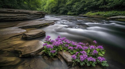 Wall Mural - Serene river flowing over rocks with purple wildflowers.