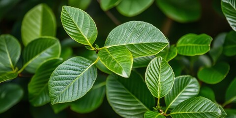 Aufkleber - Bright green young water guava leaves create a vibrant scene, showcasing the lush beauty of young water guava foliage in nature, perfect for highlighting the freshness of water guava leaves.