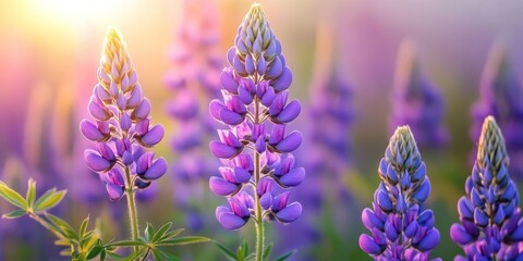 Aufkleber - A vibrant field showcasing beautiful purple lupine blooms, highlighting the stunning visual appeal of purple lupine in nature s landscape, perfect for those who appreciate the beauty of purple lupine.