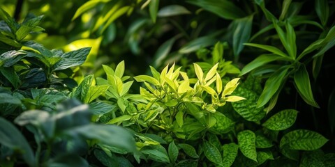 Poster - Lush green plants thrive in a vibrant summer garden, showcasing the beauty of nature. These green plants create a serene atmosphere, perfect for enjoying the summer season in the garden.