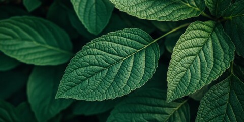 Aufkleber - Fresh leaf showcasing a vibrant green vegetative texture, highlighting the intricate details of the green vegetative texture that brings life to natural environments.