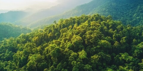 Aufkleber - Aerial view of a forest showcasing the lush greenery on a high mountain, highlighting the natural beauty of the forest in this elevated perspective on the mountain.