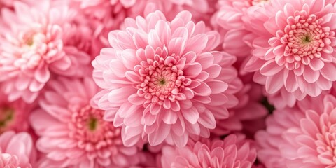 Aufkleber - Close up view of pink chrysanthemums flowers, showcasing the beauty and detail of pink chrysanthemums in selective focus for a vibrant floral display. Pink chrysanthemums captivate with their charm.