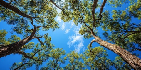 Aufkleber - Majestic trees rise against a vibrant blue sky, showcasing the beauty of trees in nature, creating a stunning contrast that highlights the serene presence of trees under the bright sky.