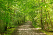 © Johnér - Empty footpath amidst forest