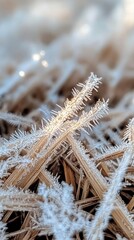 Poster - Frosted grass blades glisten under morning light in a tranquil winter landscape