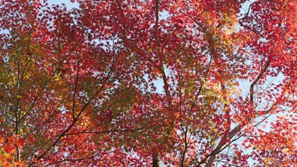 Wall Mural - Autumn scenery, leaves of trees dyed in red