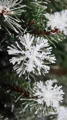Poster - Close-up view of snow-covered pine needles showcasing delicate frost on a winter morning