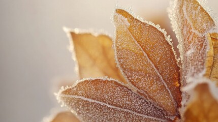 Poster - Frost-covered leaves glisten in the morning light, showcasing nature's delicate beauty in winter
