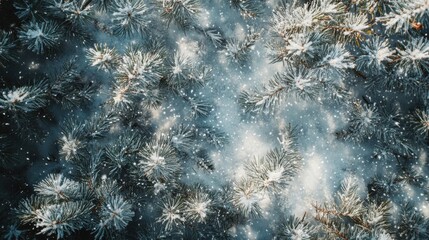 Poster - Snow blankets a tranquil forest with delicate frost covering pine branches during winter
