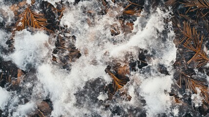 Poster - Snow-covered forest floor reveals a tapestry of winter textures and colors in a tranquil landscape