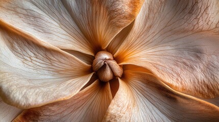 Poster - Blooming flower captured in extreme macro detail showing intricate textures and soft colors during springtime outdoors