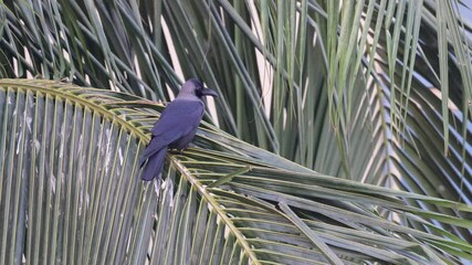 Wall Mural - 4k video of house crow.this footage was taken from Bangladesh.