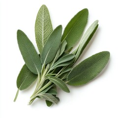 Sage leaves isolated on white background