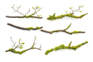 Set of moss covered branches isolated on white background