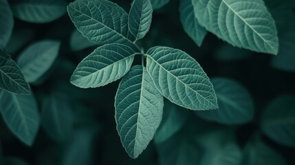 Poster - Close-up view of vibrant green leaves showcasing intricate textures and patterns in natural light