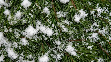 Poster - Snow covers vibrant pine needles in a winter wonderland at a forest location
