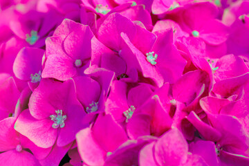 Wall Mural - Flower Series : Close up of pink Hydrangea flowers