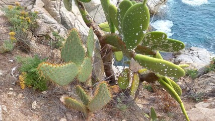 Wall Mural - Coastal Cactus Landscape Overlooking Ocean Waves on Rocky Shore