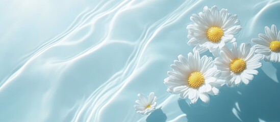 Poster - Daisy flowers floating on serene water with sunlight reflections creating a tranquil spring or summer atmosphere on a pastel blue background