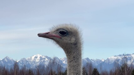 Wall Mural - majestic ostrich in a natural habitat with mountains in the background