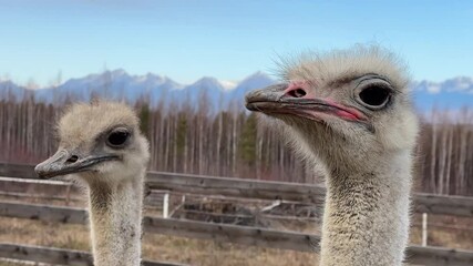 Wall Mural - two young ostriches against a backdrop of majestic mountains in the wild