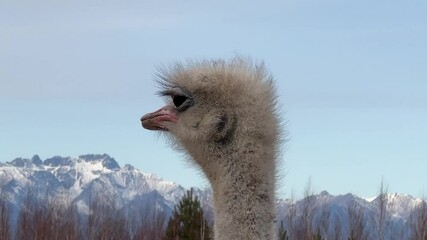 Wall Mural - a curious ostrich in a natural setting during daylight hours. close-up view