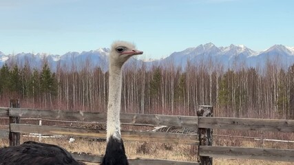 Wall Mural - a curious ostrich stands tall in a serene landscape