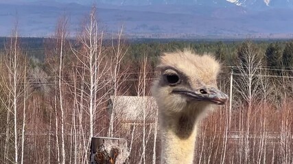 Wall Mural - an ostrich stands proudly in its habitat, surrounded by trees and mountains, showcasing its unique f