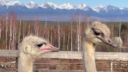 Wall Mural - two young ostriches against a backdrop of majestic mountains in the wild