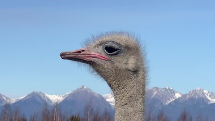 Wall Mural - a curious ostrich stands tall in a serene landscape, showcasing its unique features and vibrant surr