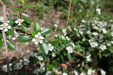 Wall Mural - Macro of white flowers of rockspray cotoneaster in May