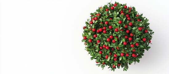 Poster - Holly plant top view isolated on white background Christmas decor with vibrant red berries and lush green leaves