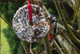 Buntspecht am Vogelfutter Ring im Winter, Singvögel füttern im Garten