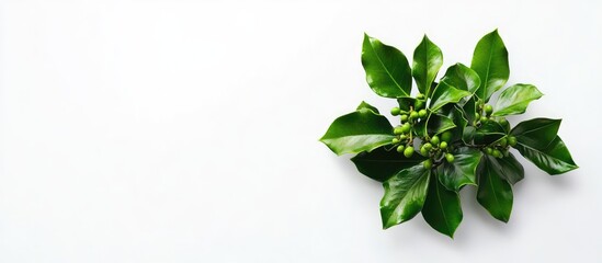 Poster - Holly plant arrangement on white background ideal for Christmas decoration and festive designs showcasing vibrant green foliage and berries