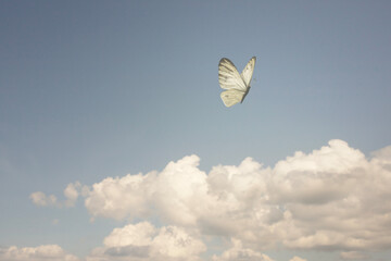 Fototapete - surreal white butterfly flying free in cloudy sky