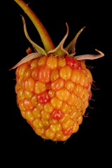 Raspberry (Rubus idaeus). Immature Fruit Closeup