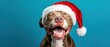 © Fernando - Joyful Pit Bull Dog Wearing Santa Hat for Christmas