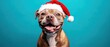 © Fernando - Adorable Pit Bull Dog Wearing Santa Hat for Christmas