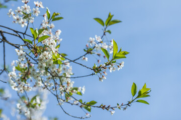 Wall Mural - cherry blossom, white flowers and small green leaves
